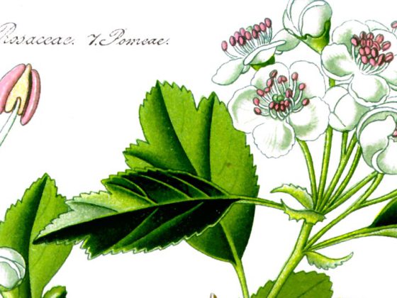 illustration_crataegus_laevigata1
