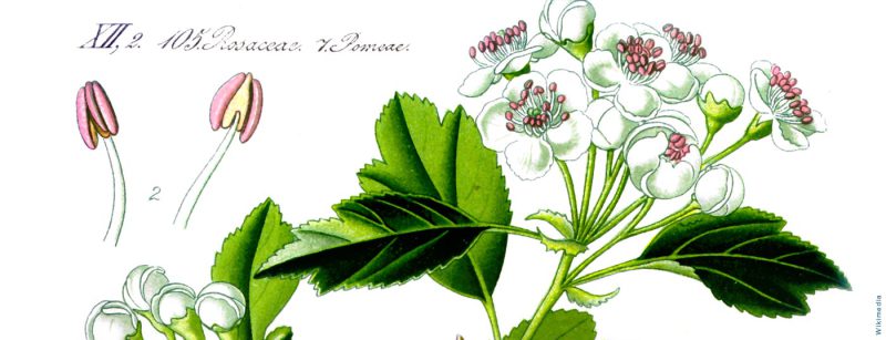 illustration_crataegus_laevigata1