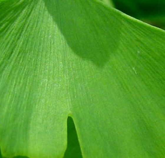 ginkgoblatt_head