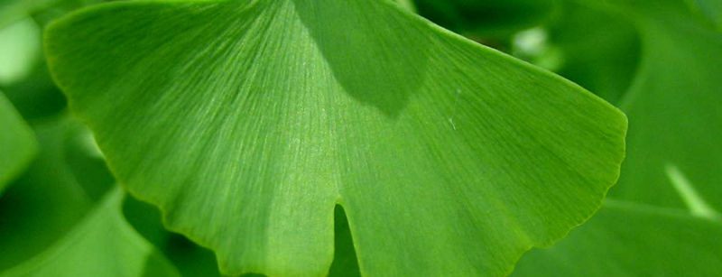 ginkgoblatt_head