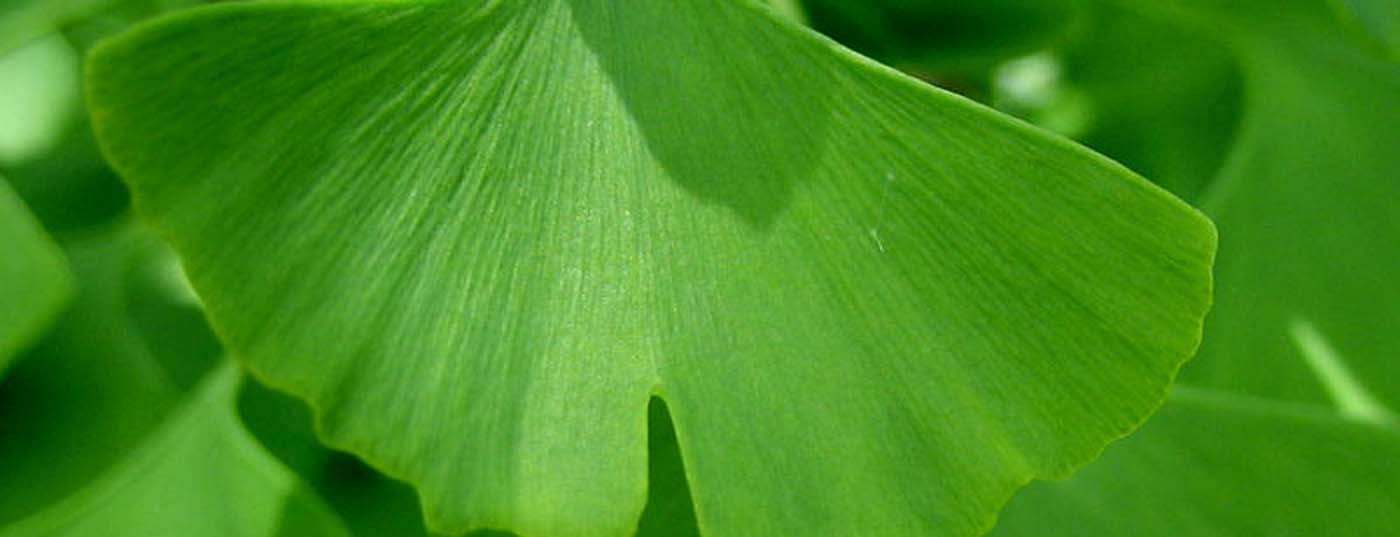ginkgoblatt_head