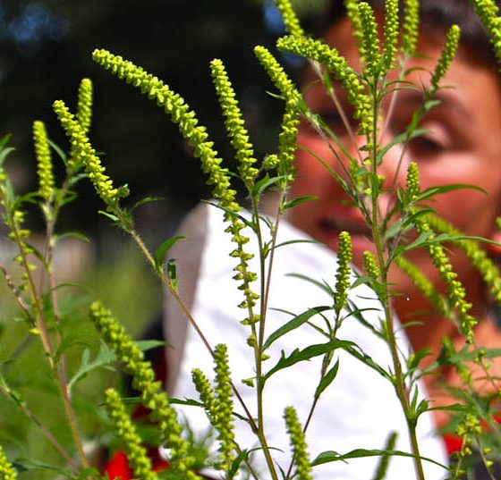 allergie_ambrosia_pollen_heuschnupfen