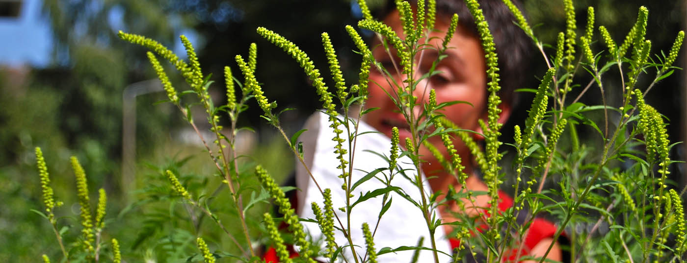 allergie_ambrosia_pollen_heuschnupfen