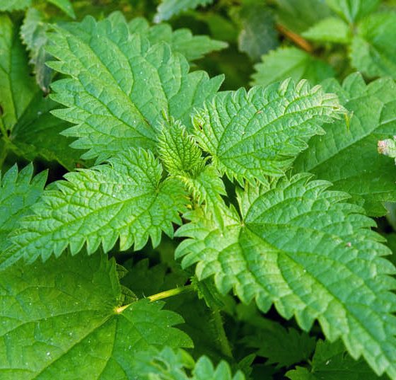 brennessel_juckreiz