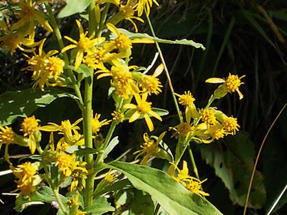 goldrute_solidago