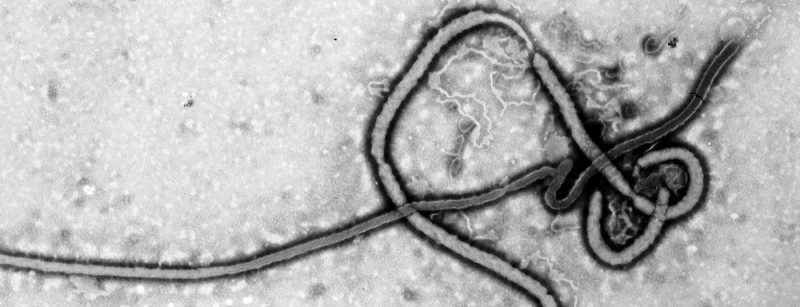 head_ebola
