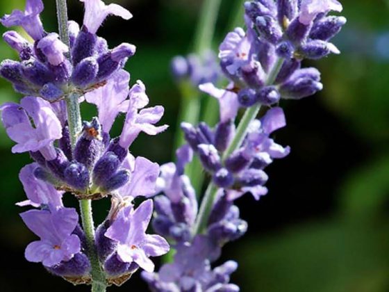 head_lavendel