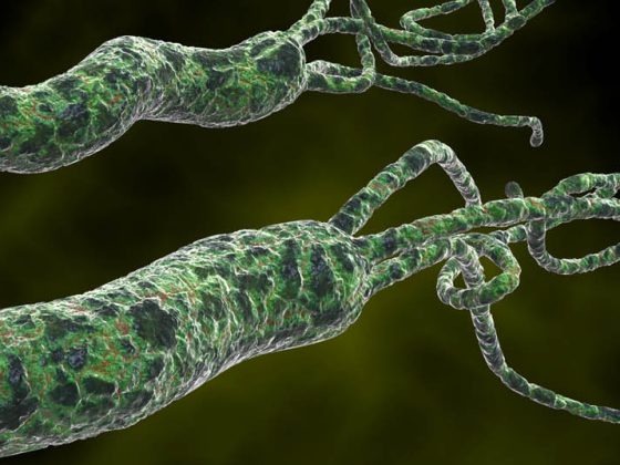 helicobacter