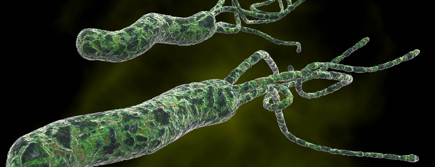 helicobacter