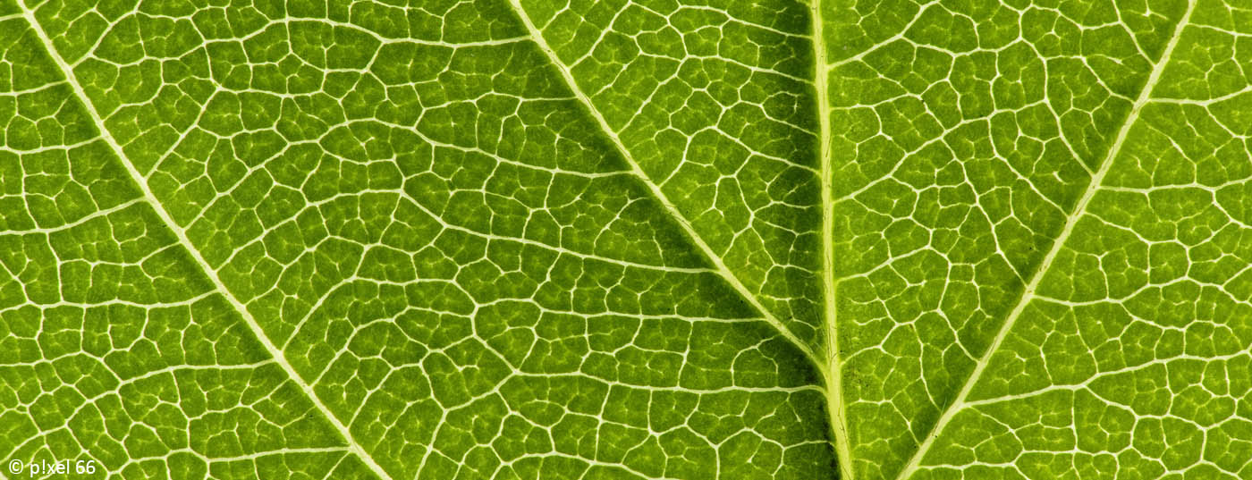 gefaesse_adern_blatt_venen_arterien_angiologie