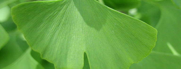 ginkgo