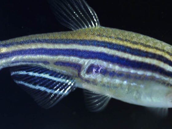 zebrafisch