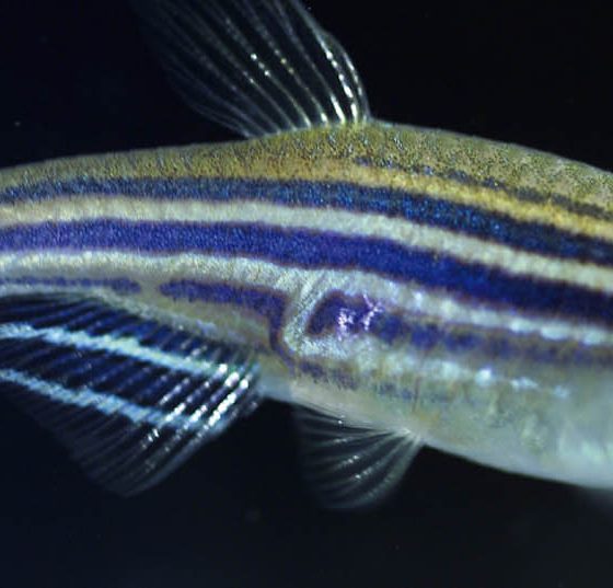 zebrafisch