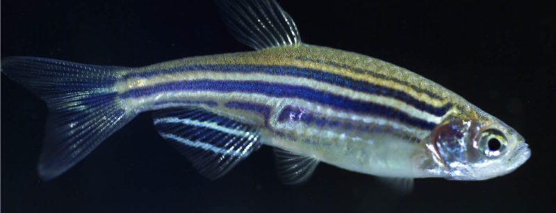 zebrafisch