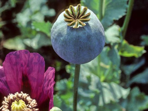 mohn_schlafmohn_papaver_opium