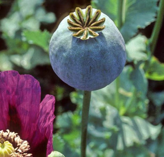mohn_schlafmohn_papaver_opium