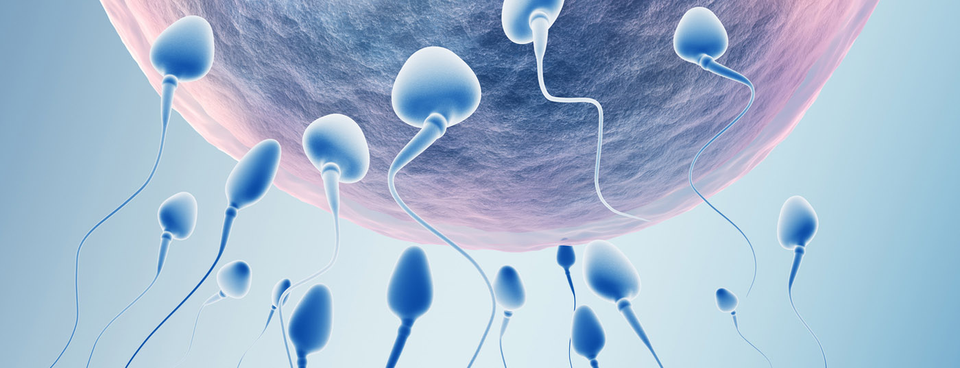spermien_befruchtung