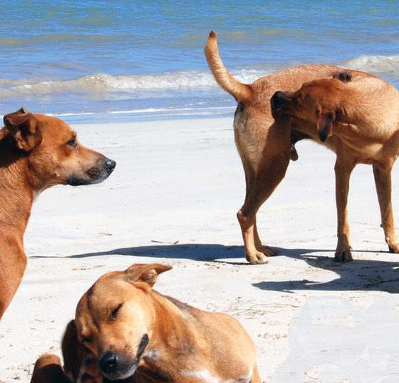 hunde_strand_tollwut