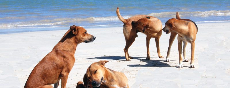 hunde_strand_tollwut