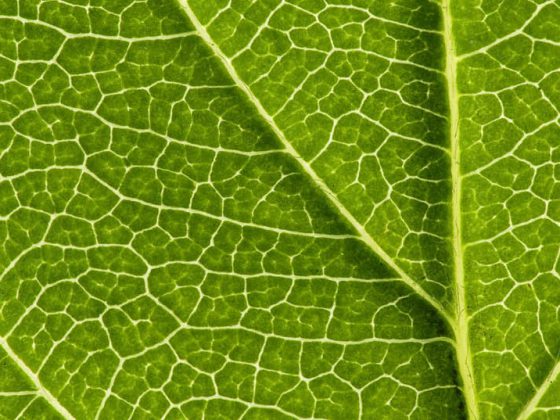 gefasse_adern_blatt_venen_arterien_angiologie