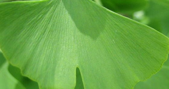 ginkgo