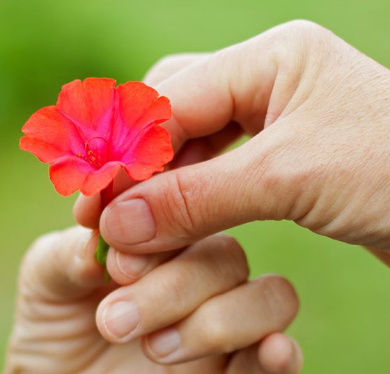 blume_hand_fotolia_68482822_m