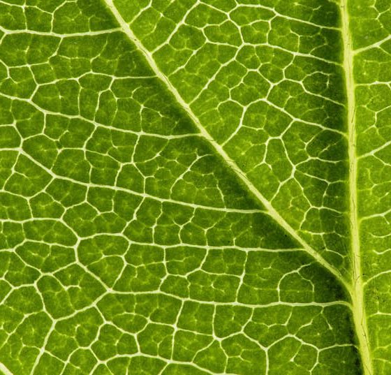 gefasse_adern_blatt_venen_arterien_angiologie