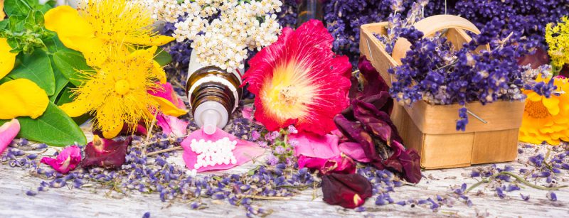 phytotherapie_pflanzen