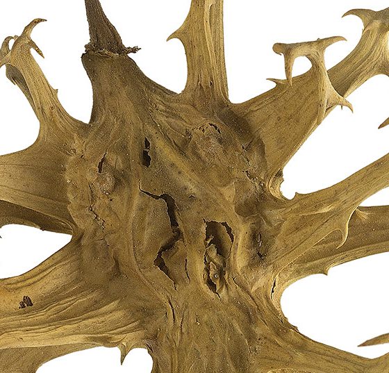 harpagophytum_procumbens_head