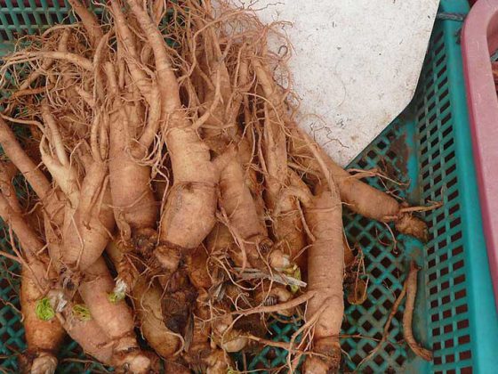 ginseng