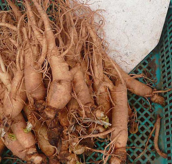 ginseng