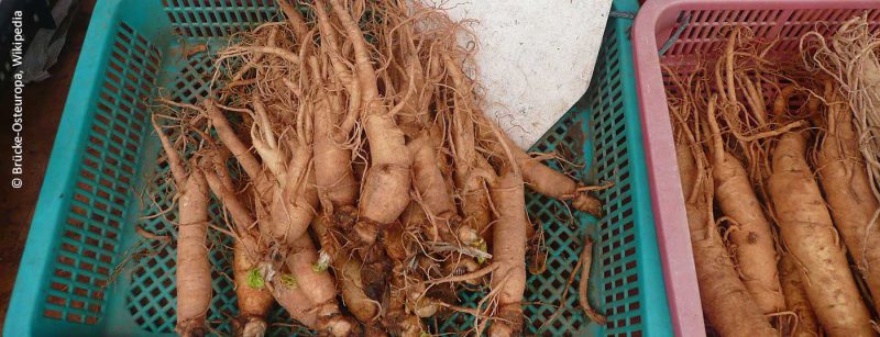 ginseng