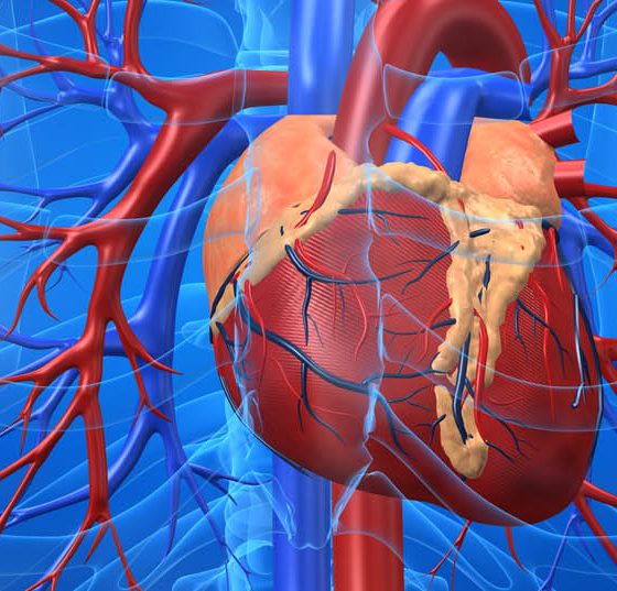herz_kreislauf