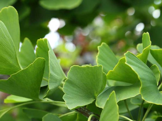 ginkgo2