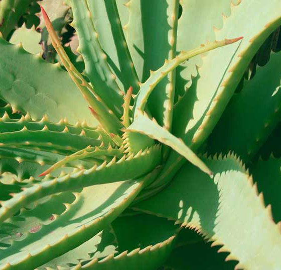 aloe_vera