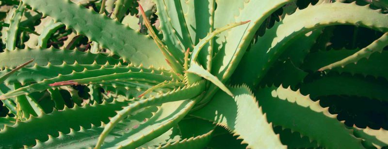 aloe_vera