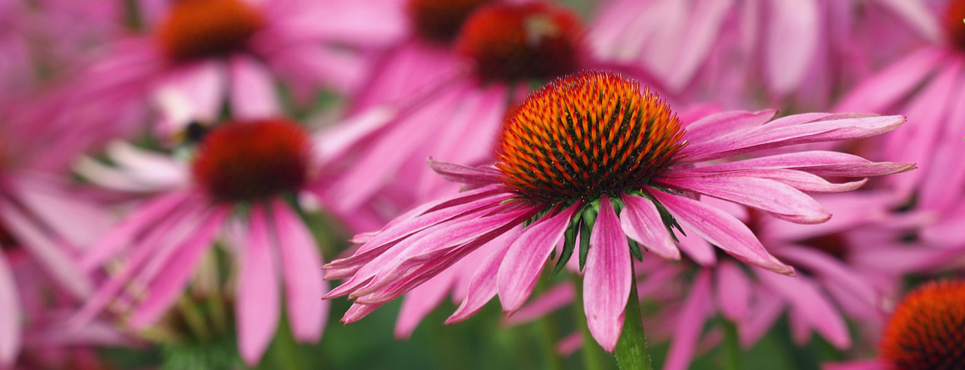 echinacea_sonnenhut