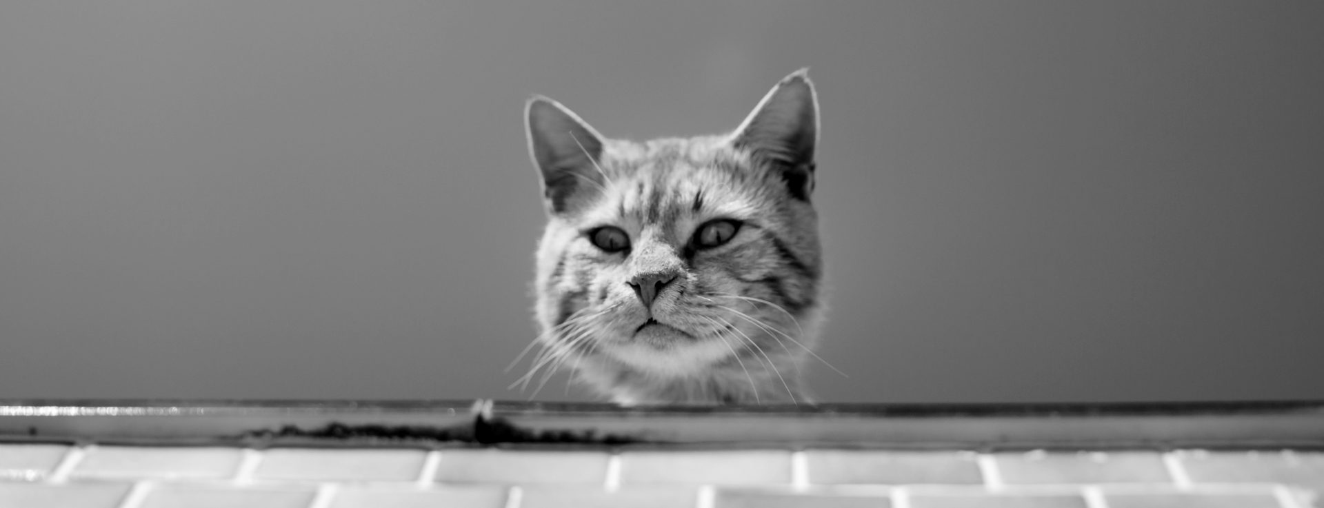 katze_01_87327124_xxl