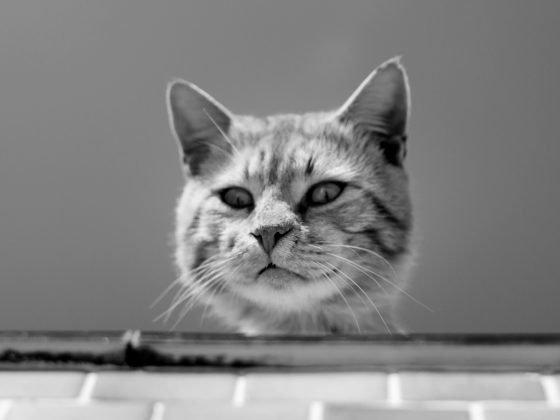 katze_01_87327124_xxl