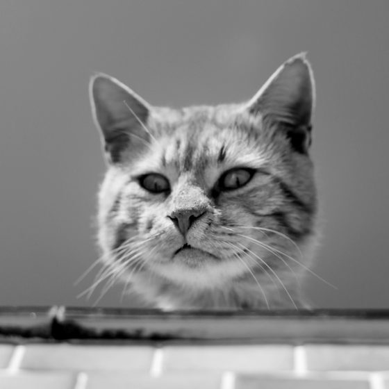 katze_01_87327124_xxl