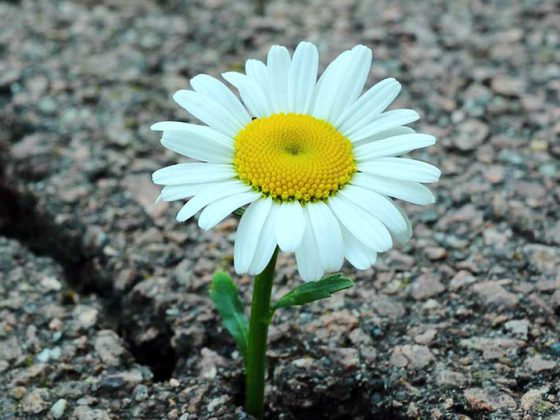 blume_hoffnung