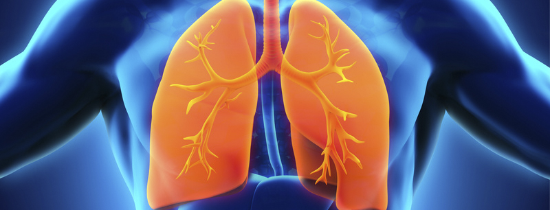 lungen_64977044_s_2