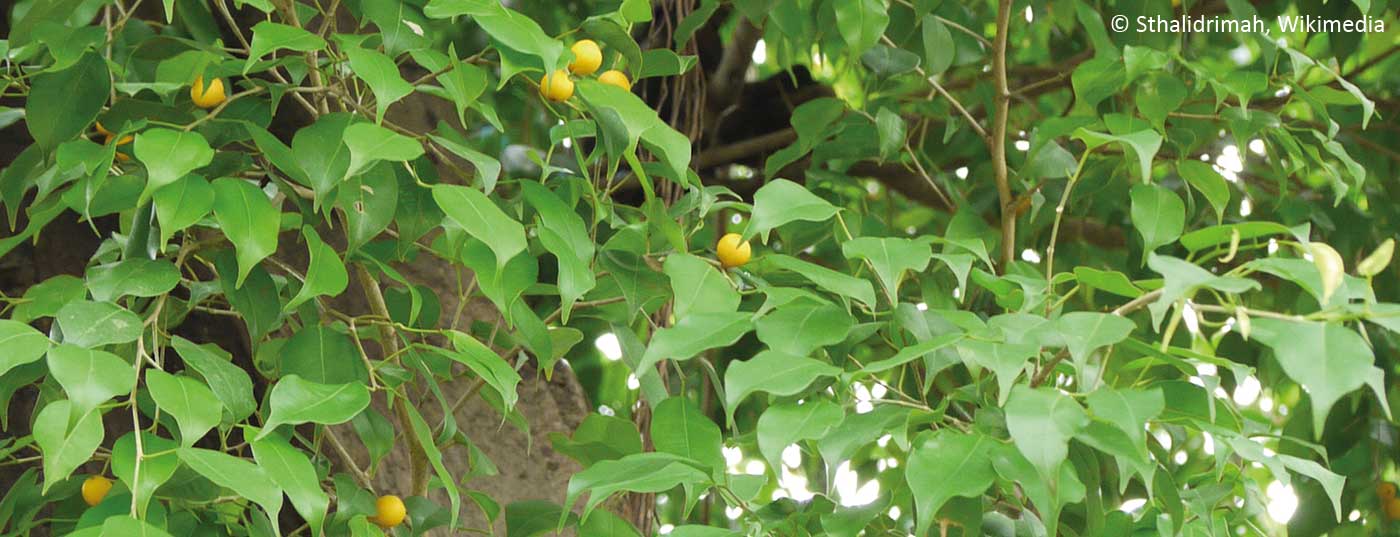 ficus_benjamina