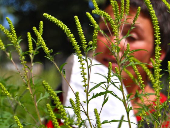 allergie_ambrosia_pollen_heuschnupfen