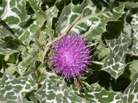 mariendistel