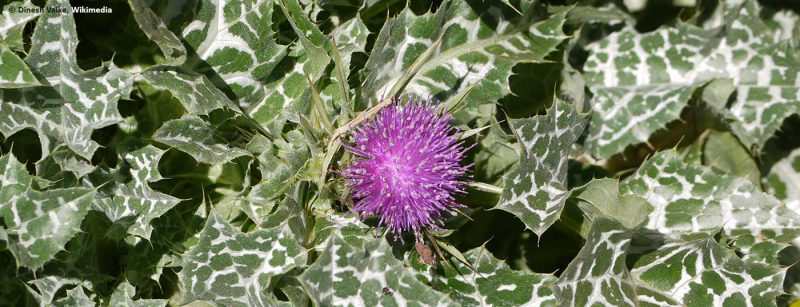 mariendistel