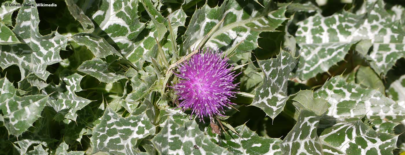 mariendistel