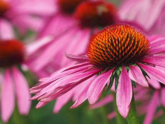 echinacea_sonnenhut