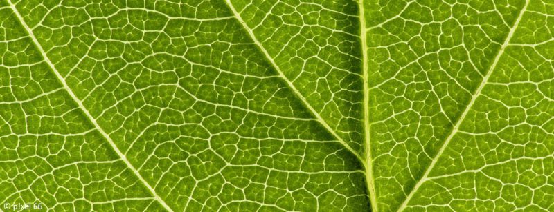 gefasse_adern_blatt_venen_arterien_angiologie