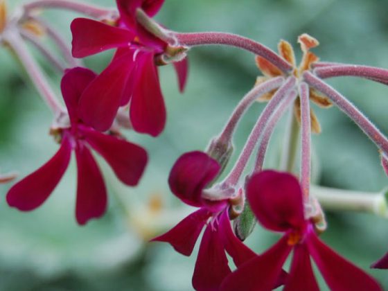 pelargonium-sidoides